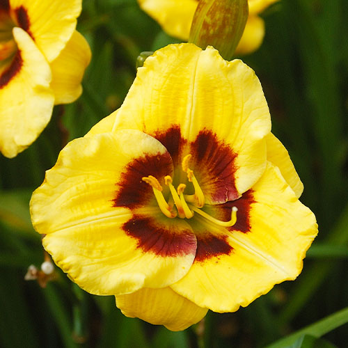 Hemerocallis (Daylily) Jason Salter - for Sale Hemerocallis (Daylily) Jason Salter