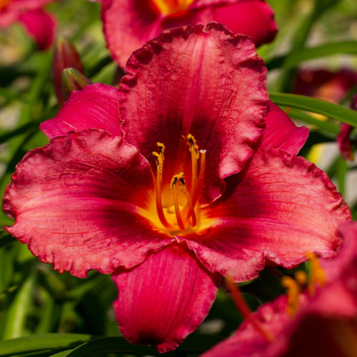 Hemerocallis (Daylily) Jazz Dance - for Sale Hemerocallis (Daylily) Jazz Dance