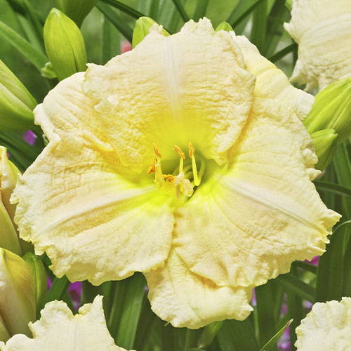Hemerocallis (Taglilie) Joan Senior - for Sale Hemerocallis (Taglilie) Joan Senior