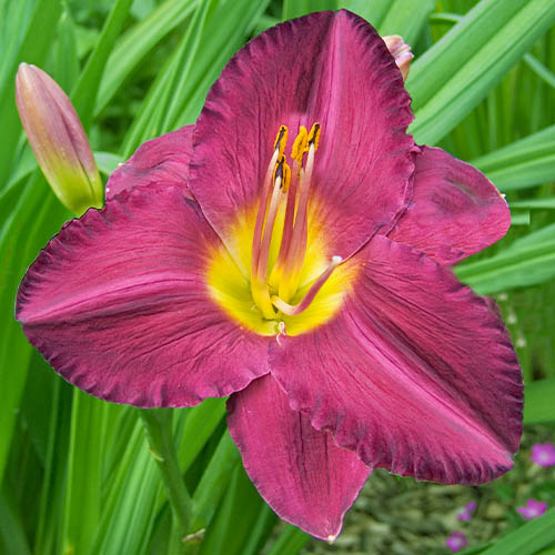 Hemerocallis (Daylily) Jordan - for Sale Hemerocallis (Daylily) Jordan