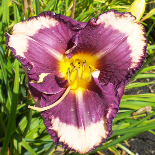 Hemerocallis (Daylily) Kansas City Kicker - for Sale Hemerocallis (Daylily) Kansas City Kicker
