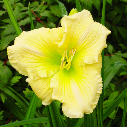 Hemerocallis (Daylily) Kimmswick - for Sale Hemerocallis (Daylily) Kimmswick
