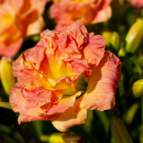 Hemerocallis (Daylily) Lacy Doily - for Sale Hemerocallis (Daylily) Lacy Doily