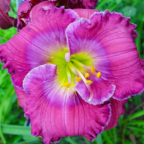Daylily (Hemerocallis) Lavender Blue Baby - for Sale Daylily (Hemerocallis) Lavender Blue Baby