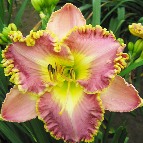 Hemerocallis (Daylily) Lavender TuTu - for Sale Hemerocallis (Daylily) Lavender TuTu