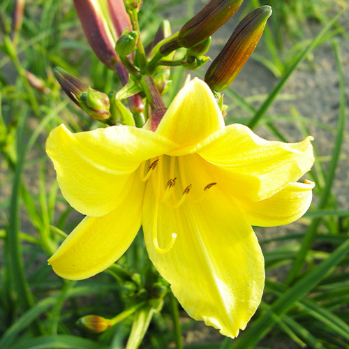 Hemerocallis (Daylily) Lemon Bells - for Sale Hemerocallis (Daylily) Lemon Bells