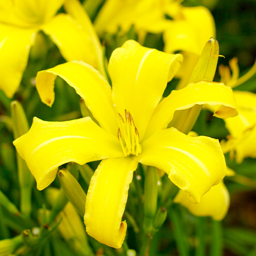 Hemerocallis (Daylily) Lemon Madeline - for Sale Hemerocallis (Daylily) Lemon Madeline