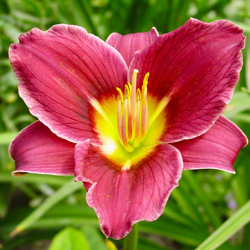 Hemerocallis (Daylily) Little Missy - for Sale Hemerocallis (Daylily) Little Missy