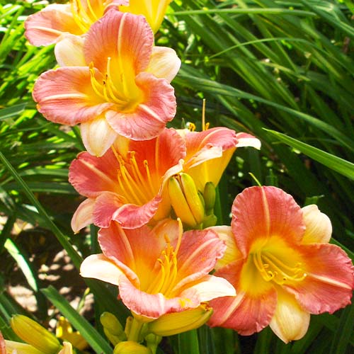 Hemerocallis (Daylily) Longfields Butterfly - for Sale Hemerocallis (Daylily) Longfields Butterfly