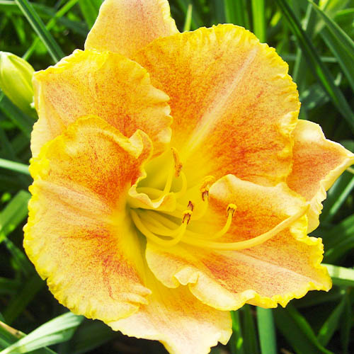 Hemerocallis (Daylily) Longfields Marmalade - for Sale Hemerocallis (Daylily) Longfields Marmalade