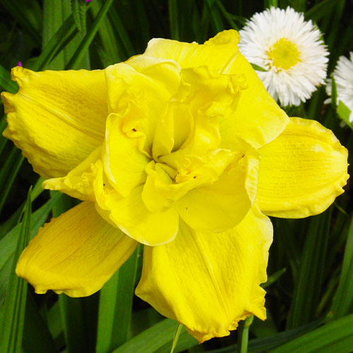 Hemerocallis (Daylily) Longfields Maxim - for Sale Hemerocallis (Daylily) Longfields Maxim