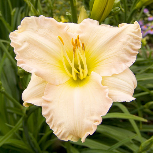 Hemerocallis (Daylily) Lullaby Baby - for Sale Hemerocallis (Daylily) Lullaby Baby