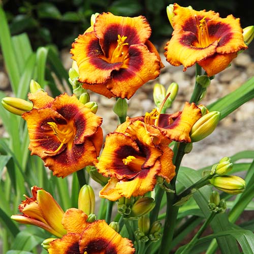 Hemerocallis (Daylily) Madeline Nettles Eyes - for Sale Hemerocallis (Daylily) Madeline Nettles Eyes