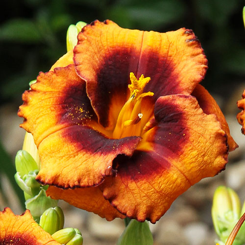 Hemerocallis (Daylily) Madeline Nettles Eyes - for Sale Hemerocallis (Daylily) Madeline Nettles Eyes