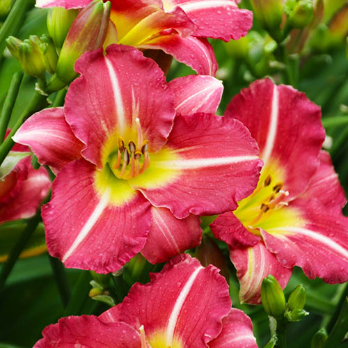 Hemerocallis (Taglilie) Matrousjka - for Sale Hemerocallis (Taglilie) Matrousjka