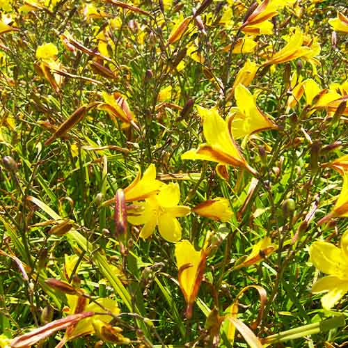 Hemerocallis (Daylily) Middendorffii - for Sale Hemerocallis (Daylily) Middendorffii