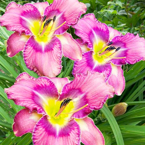 Hemerocallis (Daylily) Mildred Mitchell - for Sale Hemerocallis (Daylily) Mildred Mitchell
