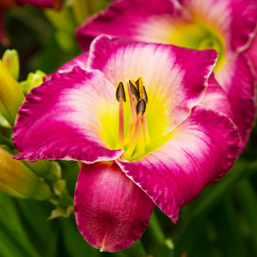 Hemerocallis (Daylily) Moroccan Sunrise - for Sale Hemerocallis (Daylily) Moroccan Sunrise