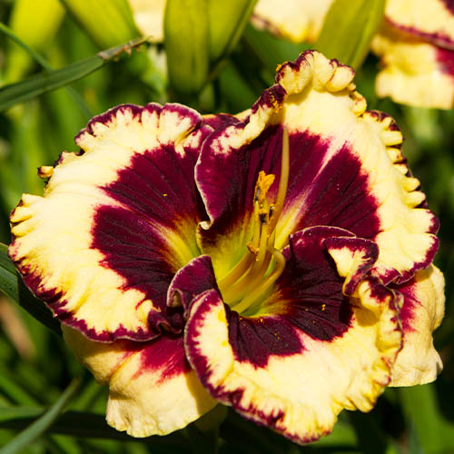 Hemerocallis (Daylily) Moussaka - for Sale Hemerocallis (Daylily) Moussaka