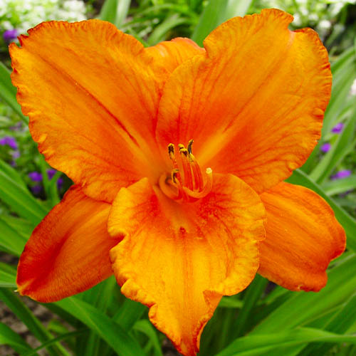 Hemerocallis (Daylily) My Reggae Tiger - for Sale Hemerocallis (Daylily) My Reggae Tiger