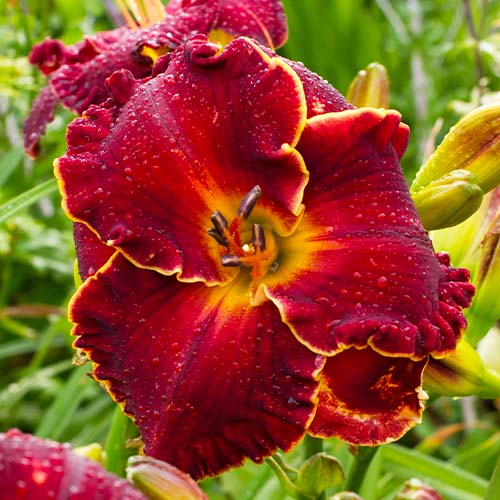 Hemerocallis (Daylily) Naughty Red - for Sale Hemerocallis (Daylily) Naughty Red