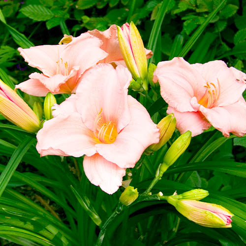 Hemerocallis (Daylily) On And On - for Sale Hemerocallis (Daylily) On And On