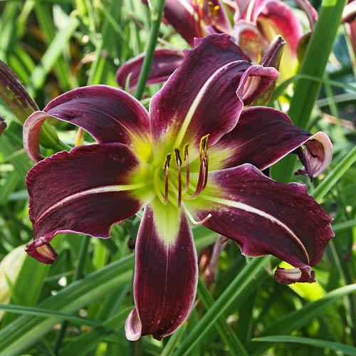 Hemerocallis (Daglelie) Paint it Black - for Sale Hemerocallis (Daglelie) Paint it Black