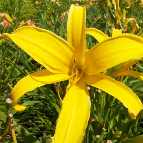 Hemerocallis (Taglilie) Panama Jack - for Sale Hemerocallis (Taglilie) Panama Jack