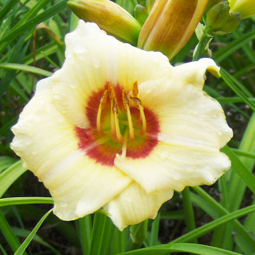 Hemerocallis (Daylily) Pandoras Box - for Sale Hemerocallis (Daylily) Pandoras Box