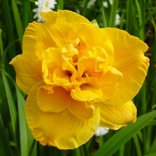 Hemerocallis (Taglilie) Patricia Jojo - for Sale Hemerocallis (Taglilie) Patricia Jojo
