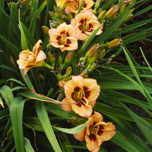 Hemerocallis (Daglelie) Peach Pudding - for Sale Hemerocallis (Daglelie) Peach Pudding