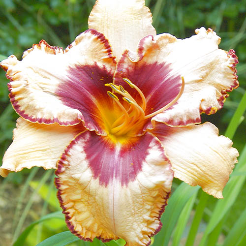 Hemerocallis (Daylily) Playmate - for Sale Hemerocallis (Daylily) Playmate