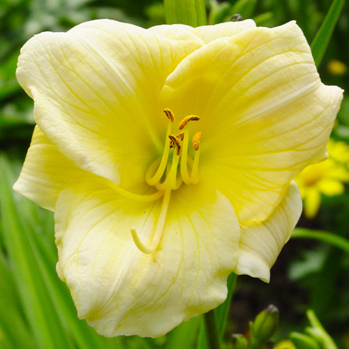 Hemerocallis (Daylily) Precious de Oro - for Sale Hemerocallis (Daylily) Precious de Oro