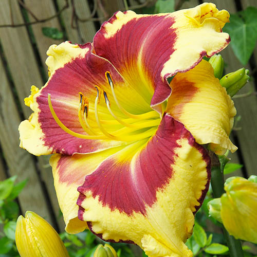Hemerocallis (Daylily) Punxsutawney Phil - for Sale Hemerocallis (Daylily) Punxsutawney Phil