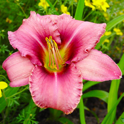 Hemerocallis (Taglilie) Purple Bicolor - for Sale Hemerocallis (Taglilie) Purple Bicolor