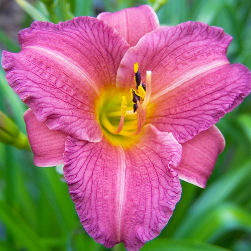 Hemerocallis (Daylily) Purple de Oro - for Sale Hemerocallis (Daylily) Purple de Oro