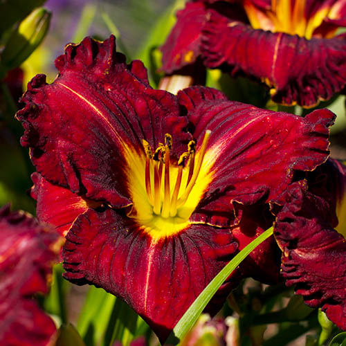 Hemerocallis (Daylily) Purplelicious - for Sale Hemerocallis (Daylily) Purplelicious