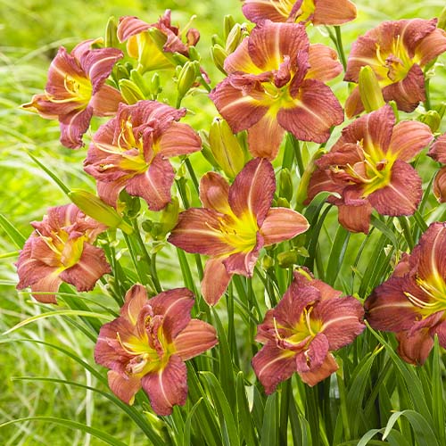 Hemerocallis (Daylily) Raspberry Double - for Sale Hemerocallis (Daylily) Raspberry Double