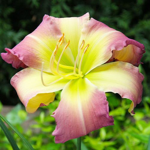 Hemerocallis (Daylily) Regency Heights - for Sale Hemerocallis (Daylily) Regency Heights