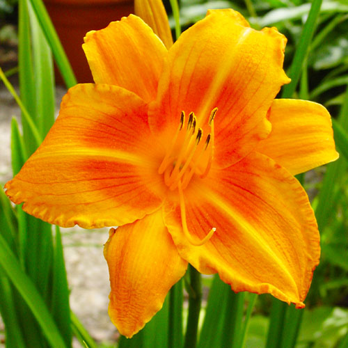 Hemerocallis (Lys de jour) Rocket City - for Sale Hemerocallis (Lys de jour) Rocket City