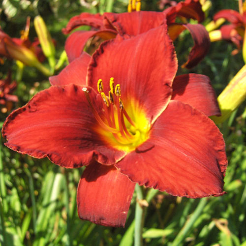 Hemerocallis (Daylily) Ruby Stella - for Sale Hemerocallis (Daylily) Ruby Stella