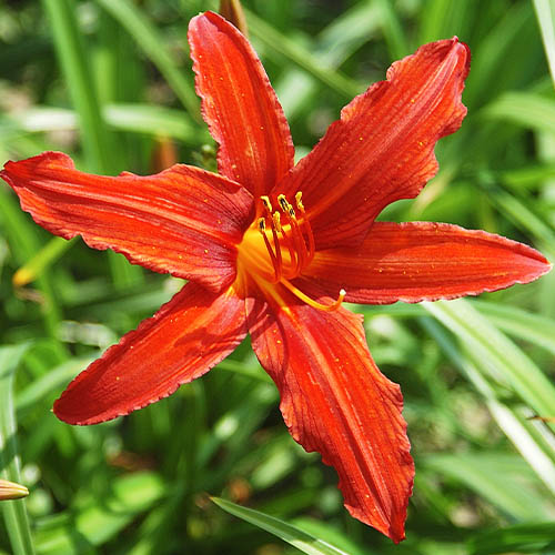 Hemerocallis (Daylily) Sammy Russell - for Sale Hemerocallis (Daylily) Sammy Russell