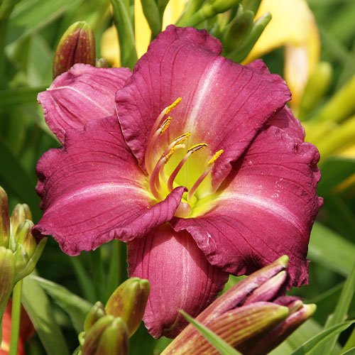 Hemerocallis (Lys de jour) Scentual Sundance - for Sale Hemerocallis (Lys de jour) Scentual Sundance