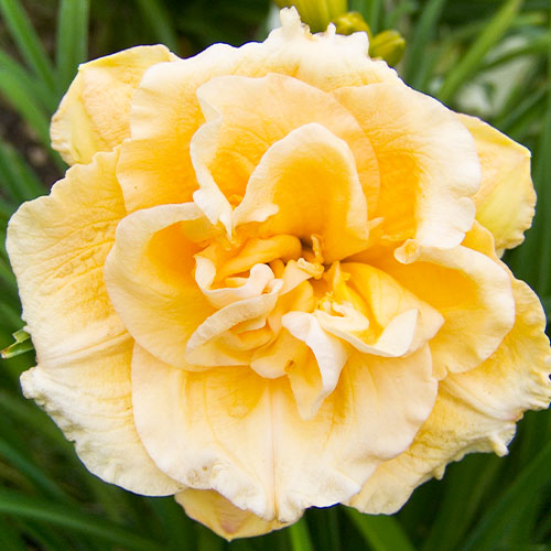 Hemerocallis (Daylily) Siloam Double Success - for Sale Hemerocallis (Daylily) Siloam Double Success