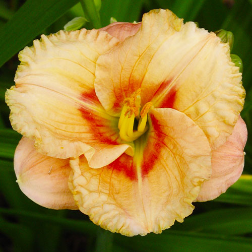 Hemerocallis (Daylily) Siloam French Doll - for Sale Hemerocallis (Daylily) Siloam French Doll