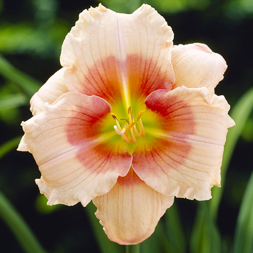 Hemerocallis (Daylily) Siloam French Doll - for Sale Hemerocallis (Daylily) Siloam French Doll