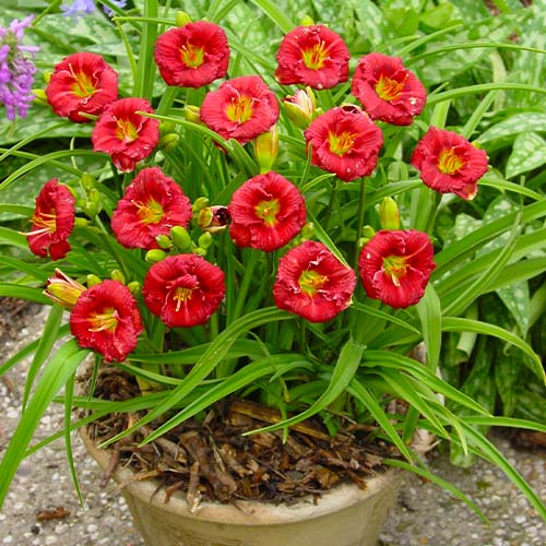 Hemerocallis (Taglilie) Siloam Grace Stamile - for Sale Hemerocallis (Taglilie) Siloam Grace Stamile
