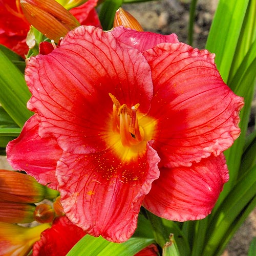 Hemerocallis (Daylily) Siloam Jim Cooper - for Sale Hemerocallis (Daylily) Siloam Jim Cooper