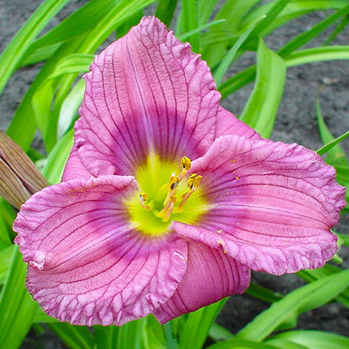Hemerocallis (Daylily) Siloam New Toy - for Sale Hemerocallis (Daylily) Siloam New Toy