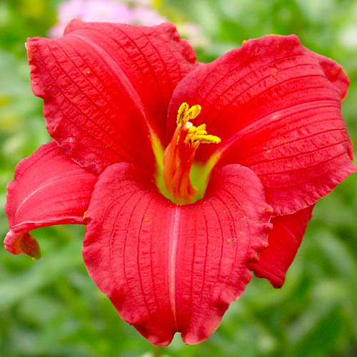 Hemerocallis (Daylily) Siloam Red Toy - for Sale Hemerocallis (Daylily) Siloam Red Toy